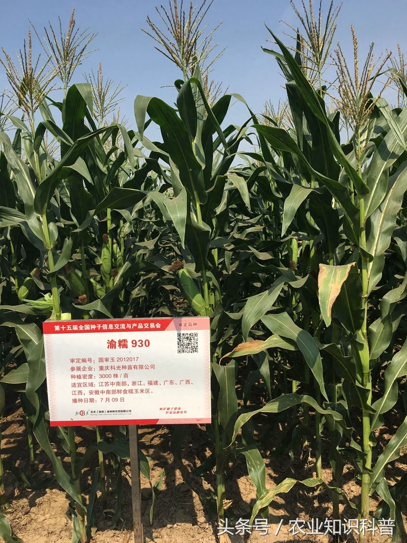 鲜食糯玉米 好吃又营养 来看看国家品种展示中心的几个品种