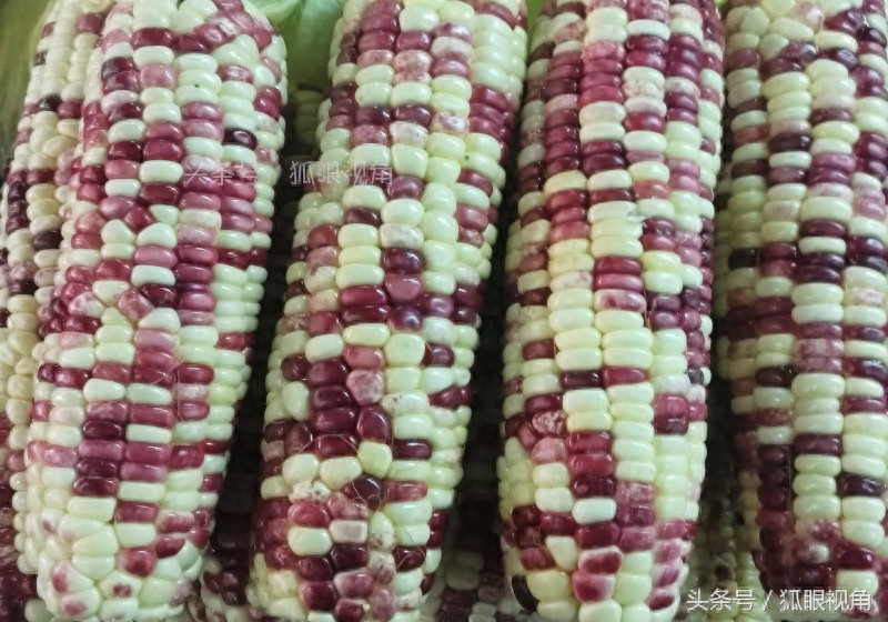 彩色玉米、黄色玉米和白色玉米,到底哪个营养价值好?