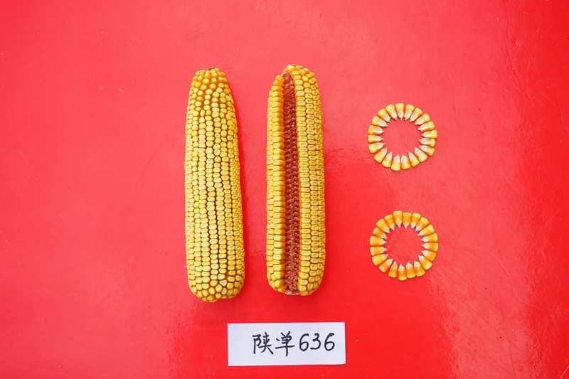13个玉米新品种!产量高不高?抗不抗病?多图详解,农民早知道