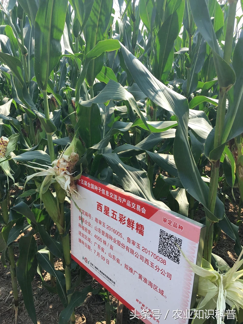 鲜食糯玉米 好吃又营养 来看看国家品种展示中心的几个品种