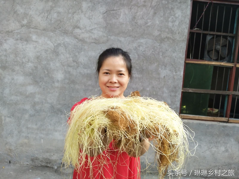 常吃的玉米,“玉米须”却被人们丢弃,殊不知还能用它“泡脚”