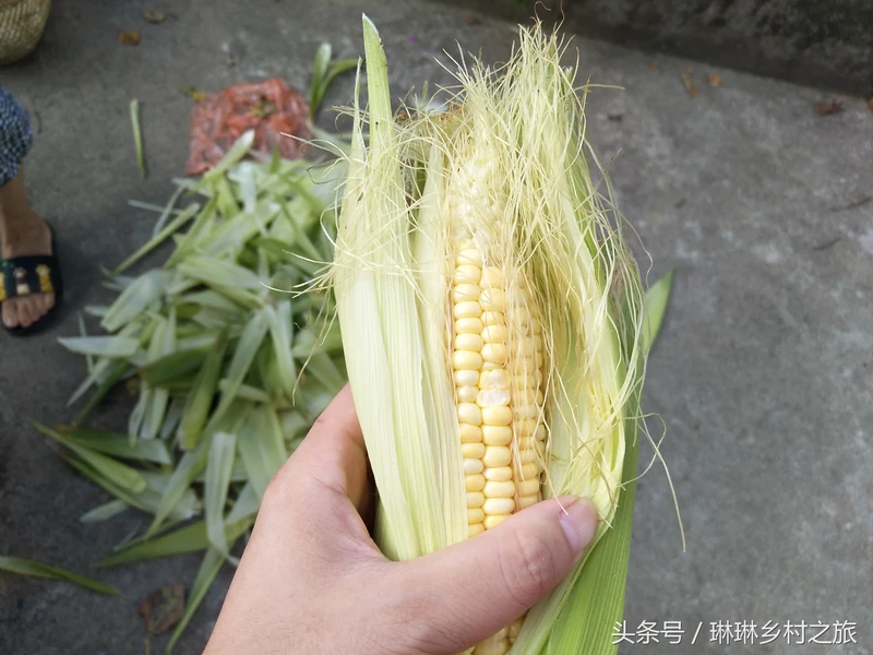 常吃的玉米,“玉米须”却被人们丢弃,殊不知还能用它“泡脚”