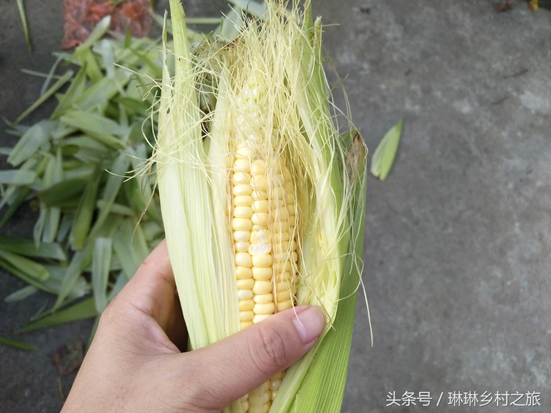 常吃的玉米,“玉米须”却被人们丢弃,殊不知还能用它“泡脚”