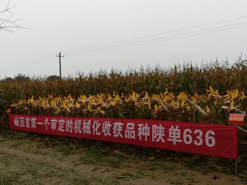 13个玉米新品种!产量高不高?抗不抗病?多图详解,农民早知道
