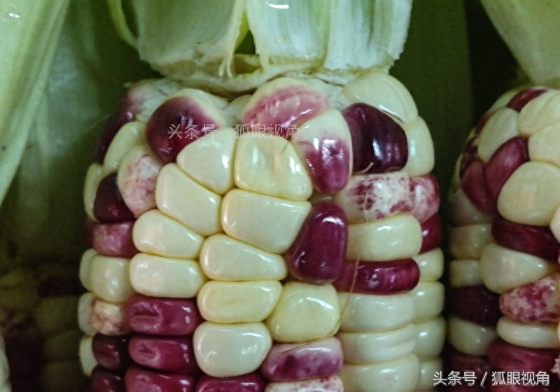 彩色玉米、黄色玉米和白色玉米,到底哪个营养价值好?