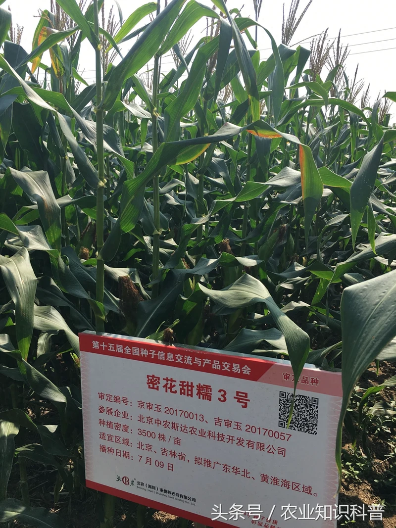 鲜食糯玉米 好吃又营养 来看看国家品种展示中心的几个品种