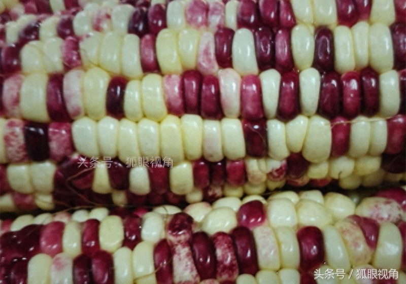 彩色玉米、黄色玉米和白色玉米,到底哪个营养价值好?