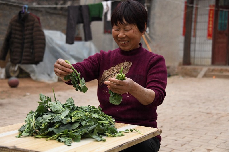 油菜叶子也能吃?河南农村大妈用它来炒菜,配上玉米糁粥很好吃