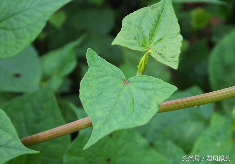 野荞麦:国家Ⅱ级重点保护野生植物!主治咽喉肿痛、肺痈