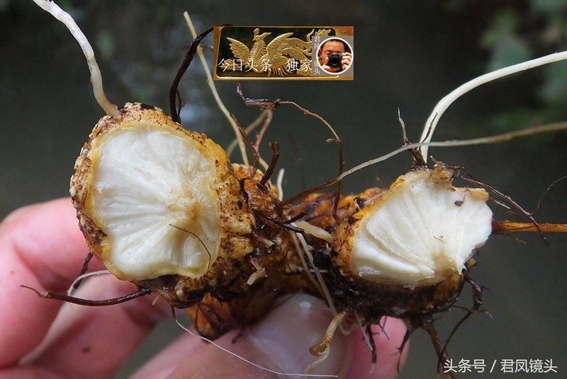 湖北宜昌:野荞麦开花!农民采挖可卖钱!入药治癌症、妇科病!