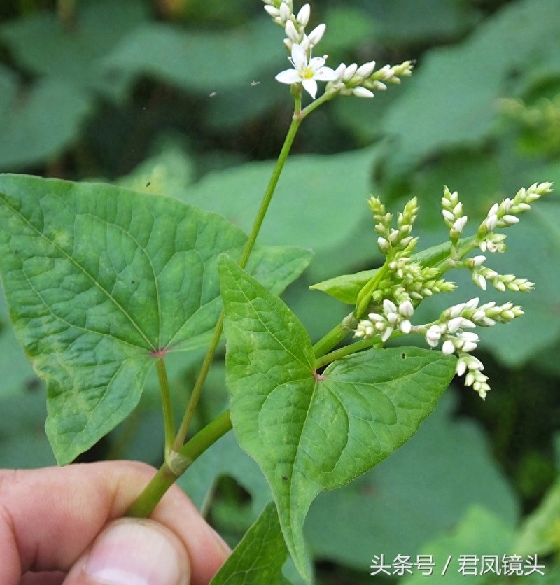 野荞麦:国家Ⅱ级重点保护野生植物!主治咽喉肿痛、肺痈