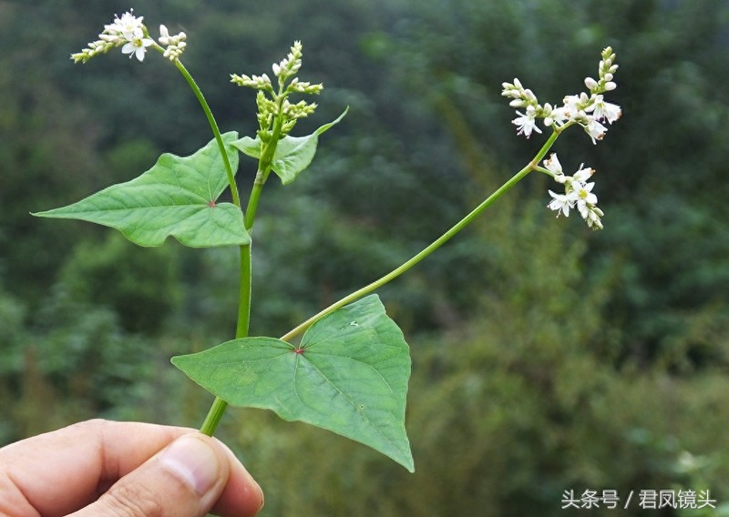 野荞麦:国家Ⅱ级重点保护野生植物!主治咽喉肿痛、肺痈