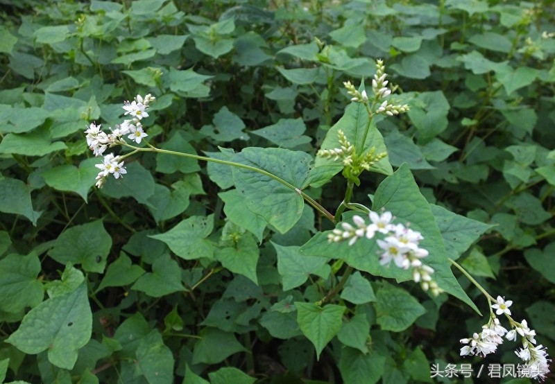野荞麦:国家Ⅱ级重点保护野生植物!主治咽喉肿痛、肺痈
