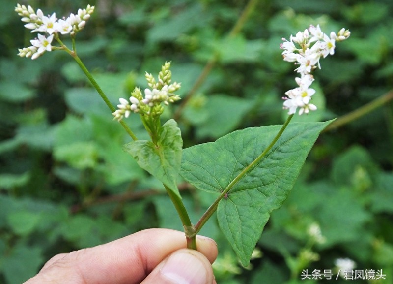 野荞麦:国家Ⅱ级重点保护野生植物!主治咽喉肿痛、肺痈