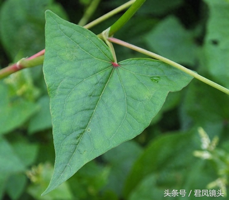 野荞麦:国家Ⅱ级重点保护野生植物!主治咽喉肿痛、肺痈