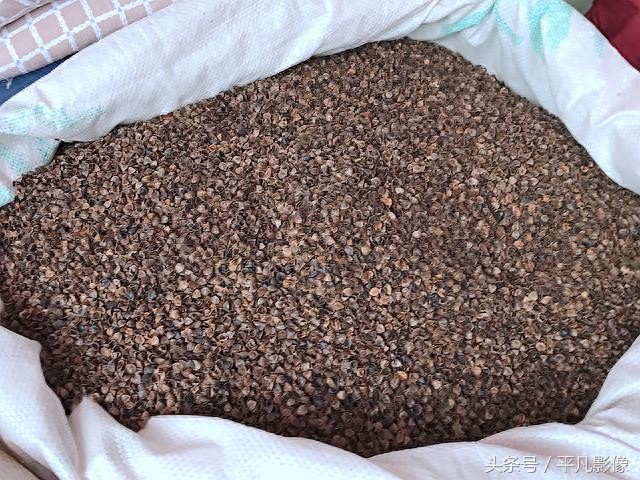 装个枕芯要多少钱?批发市场常见的荞麦壳等材料都是6元1斤