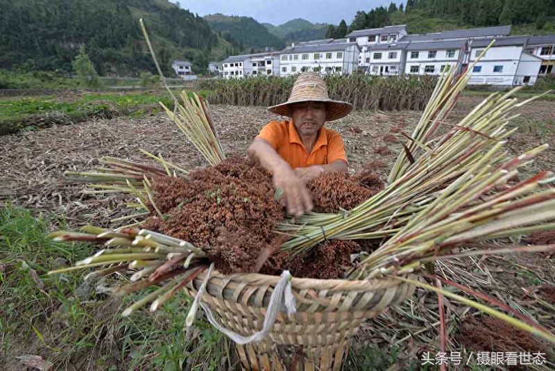 这样的高粱才是酿造茅台酒所需的糯高粱 能卖到3.6元每斤