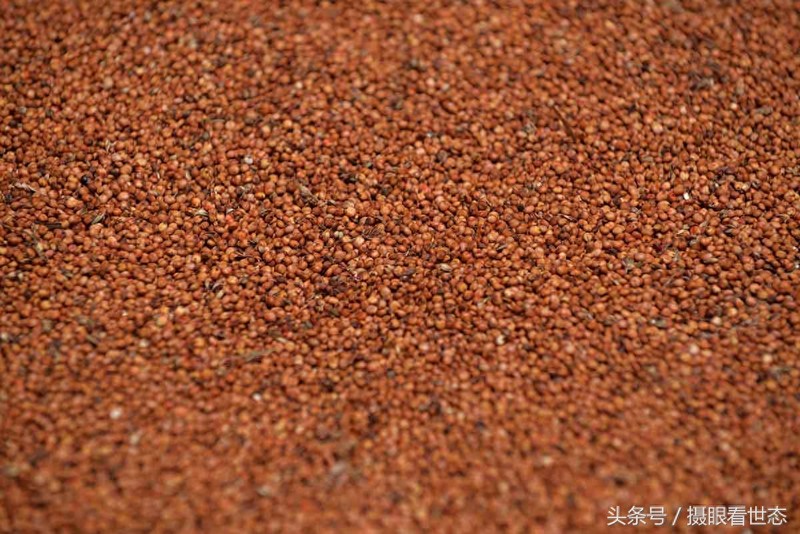 这种糯高粱皮厚耐高温蒸煮,是生产茅台酒不可少的重要原料