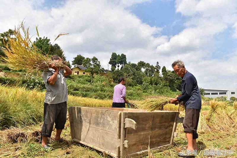 这种南方山区常用的农具脱斗 农民给稻谷脱粒全靠它了 您认识吗