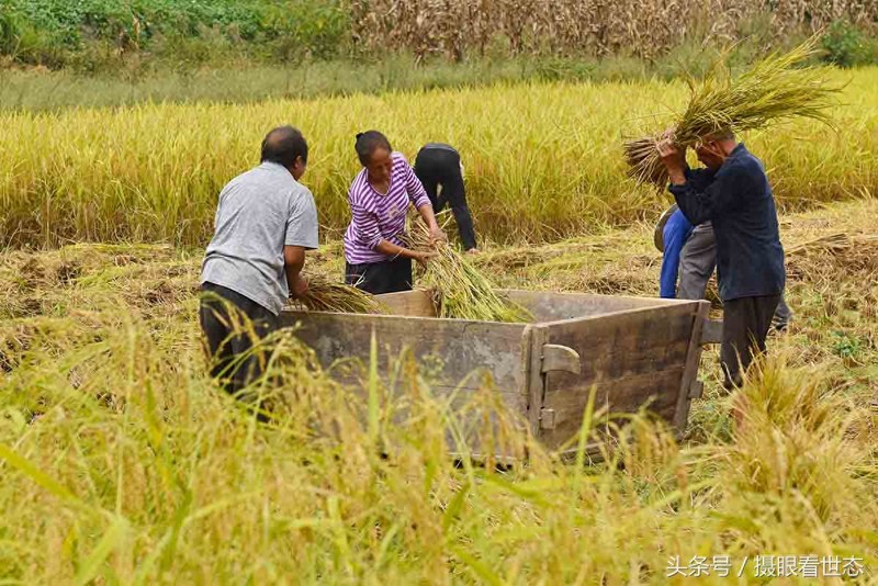 这种南方山区常用的农具脱斗 农民给稻谷脱粒全靠它了 您认识吗