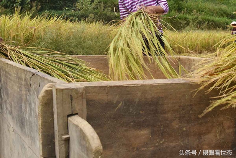 这种南方山区常用的农具脱斗 农民给稻谷脱粒全靠它了 您认识吗