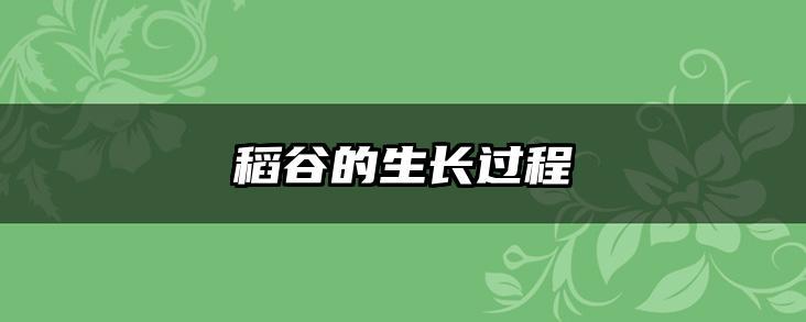 稻谷的生长过程