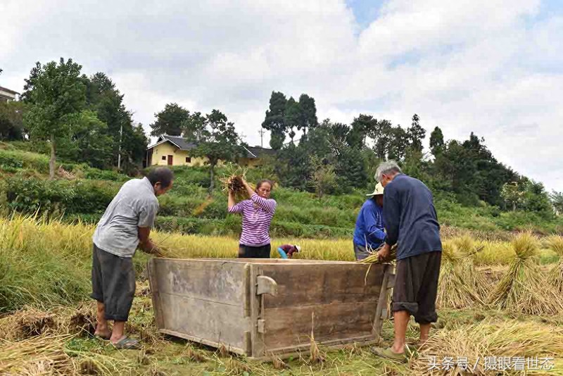 这种南方山区常用的农具脱斗 农民给稻谷脱粒全靠它了 您认识吗