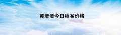 黄澄澄今日稻谷价格