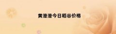 黄澄澄今日稻谷价格