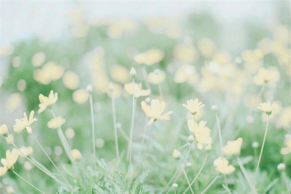 风化菩提根是什么（风化菩提根是什么味道）