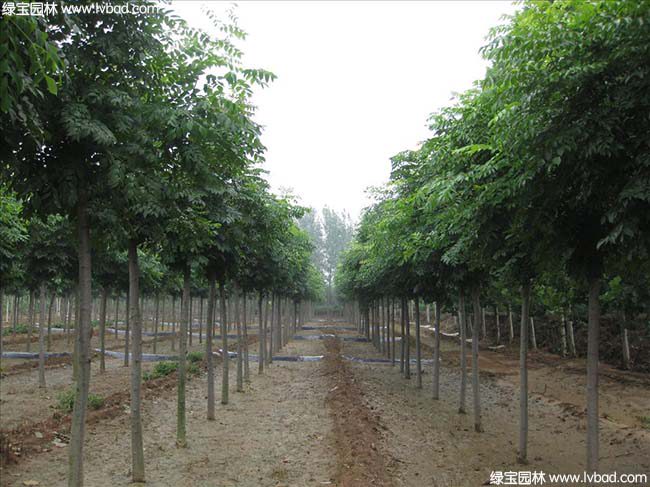 江苏沭阳黄山栾树种植基地