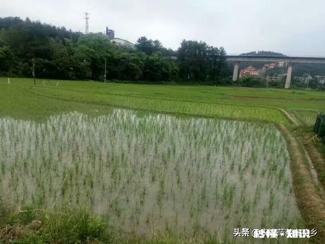 谁知道现在谷子价格,谢谢