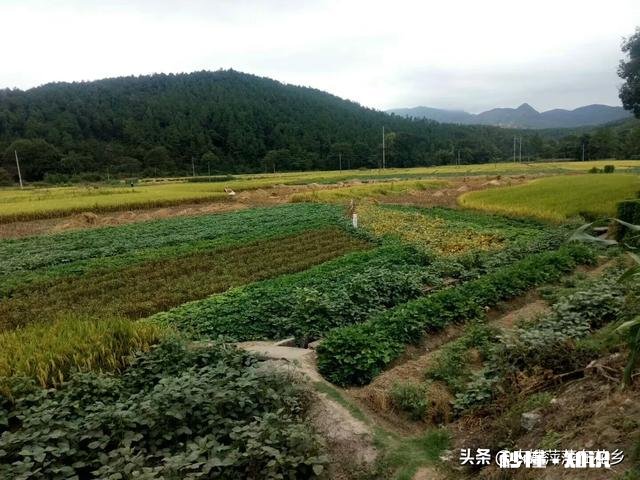 谁知道现在谷子价格,谢谢