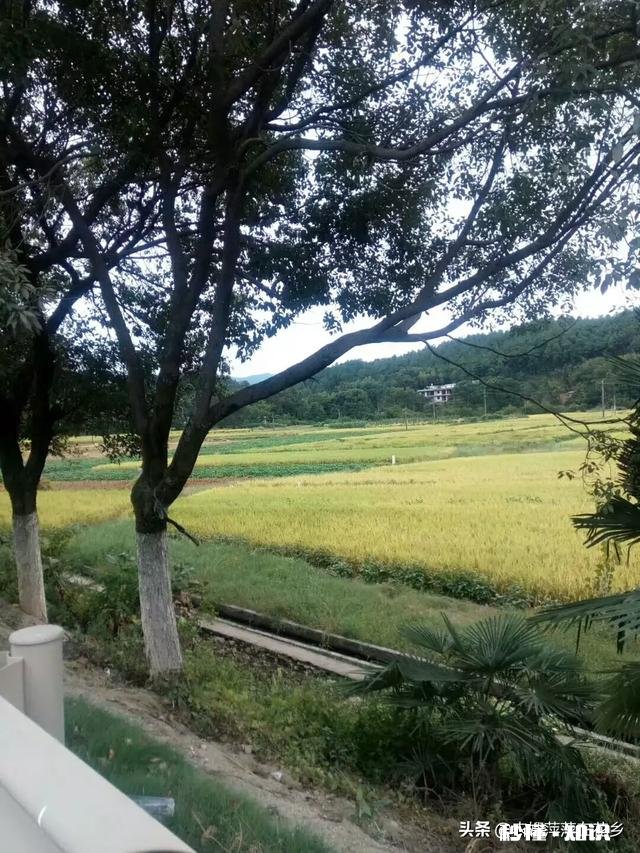 谁知道现在谷子价格,谢谢