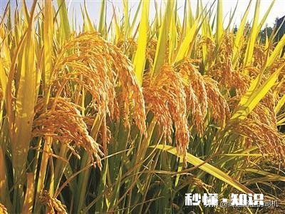 谁知道现在谷子价格,谢谢