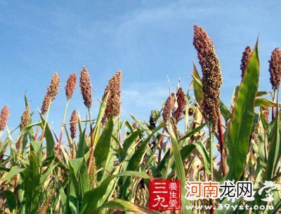 高粱壳有什么营养