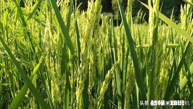 谁知道现在谷子价格,谢谢