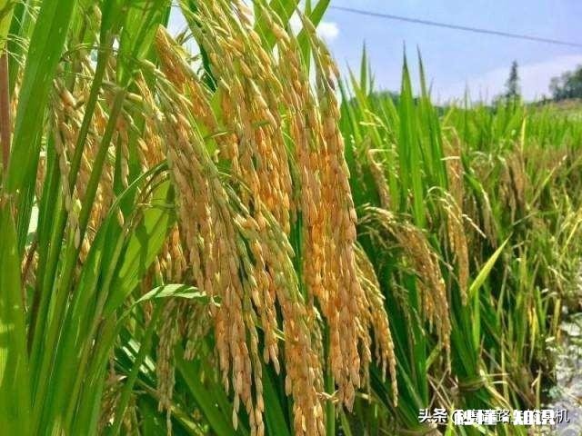 谁知道现在谷子价格,谢谢
