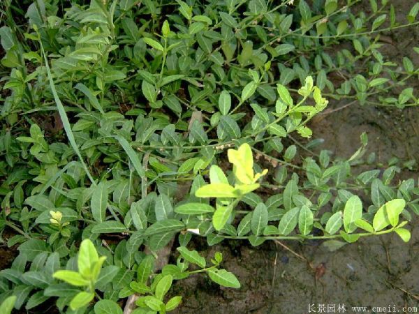 扶芳藤图片基地实拍