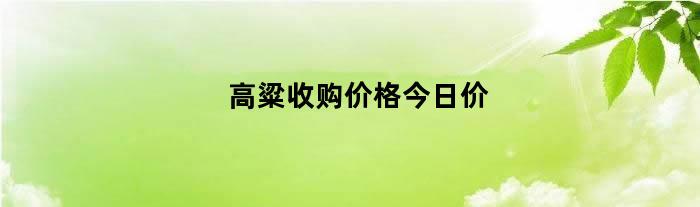 高粱收购价格今日价