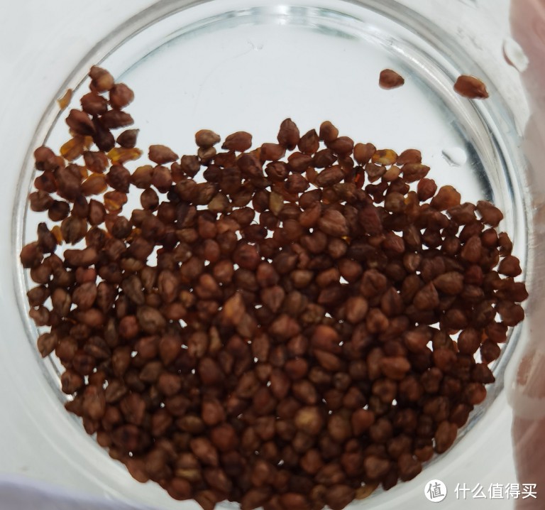 解锁健康新风尚,邂逅香港虎标苦荞茶