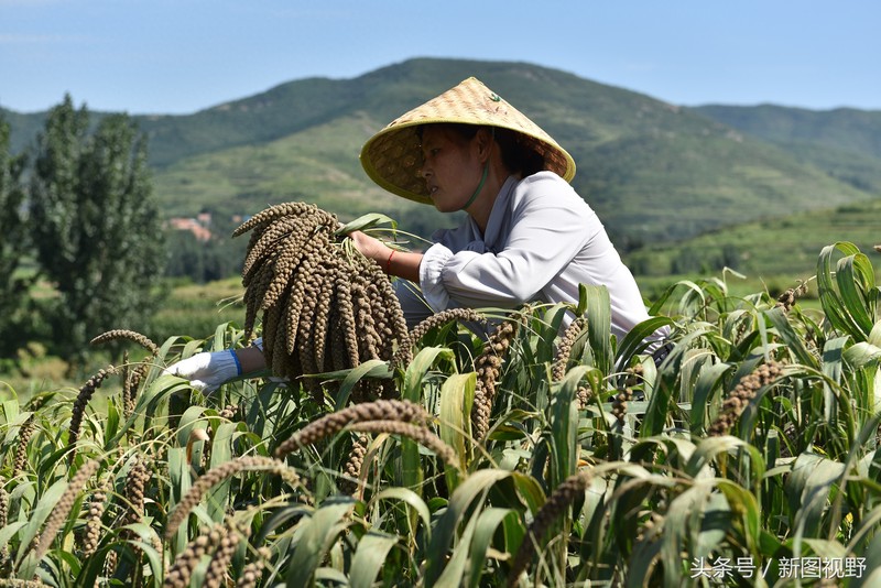 谷子成熟需要120天,农民“看天吃饭”,新打小米不舍吃留着卖钱