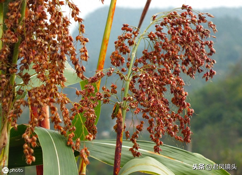 乡村植物美图:湖北宜昌农民种植的红高粱粒粒饱满