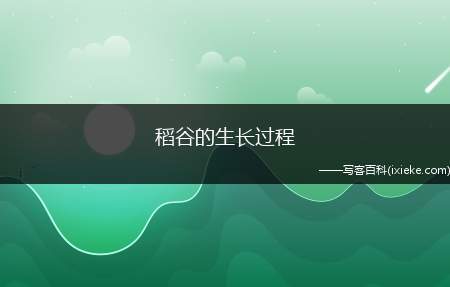 稻谷的生长过程(你了解多少)