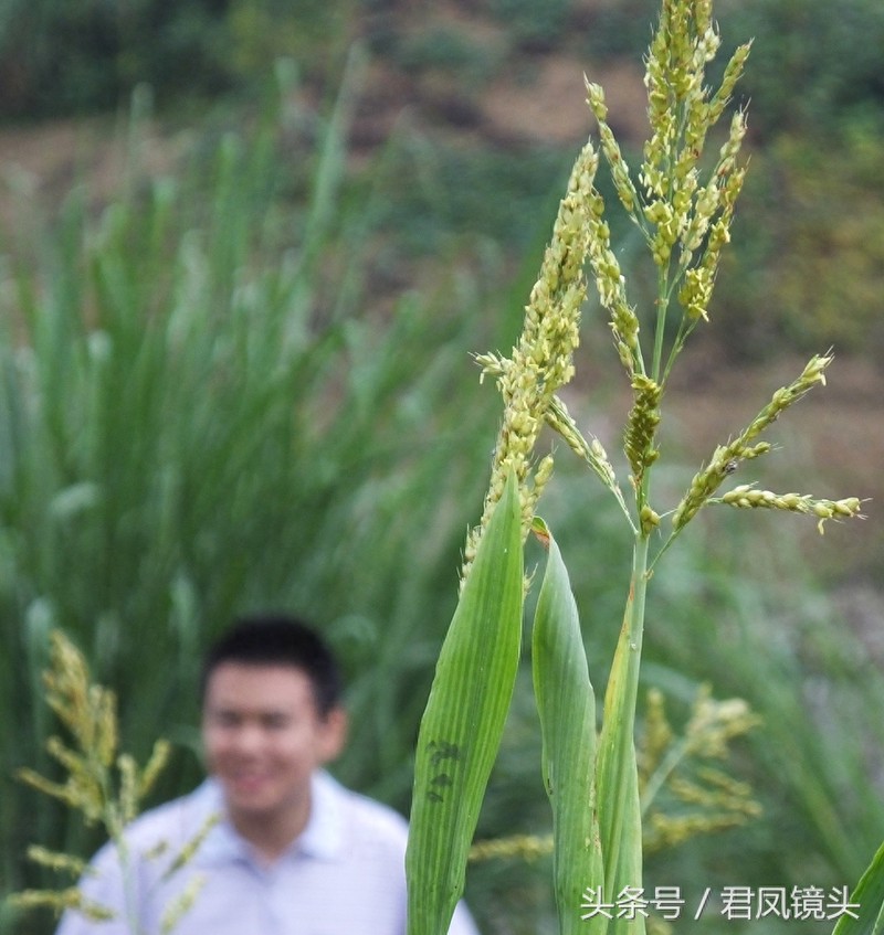 高粱:可食用可酿酒,高粱穗可制扫帚!很多年轻人没有见过!
