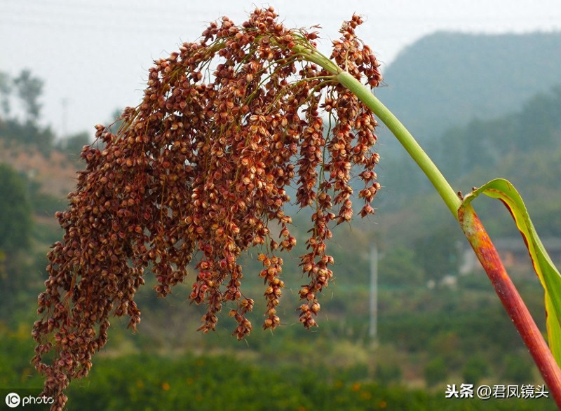乡村植物美图:湖北宜昌农民种植的红高粱粒粒饱满