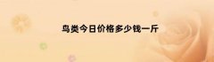 鸟类今日价格多少钱一斤