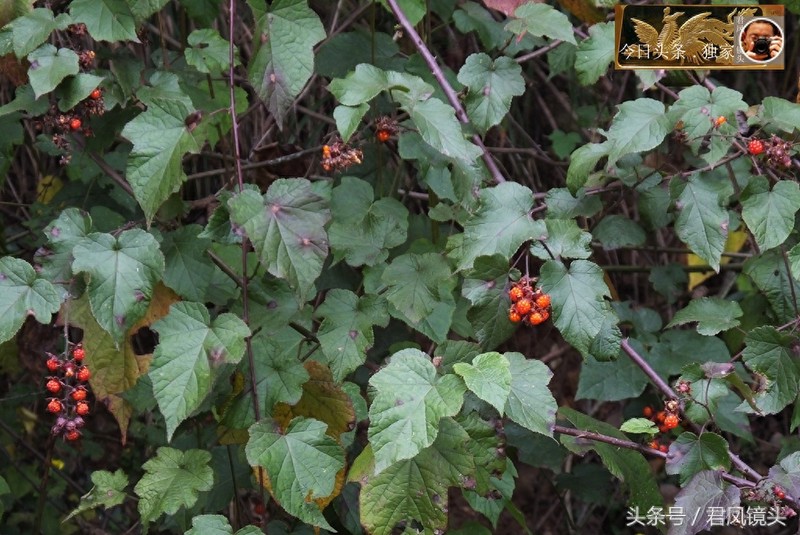 湖北宜昌:乡村山间野生高梁泡红果诱人!你想吃吗?可酿酒!