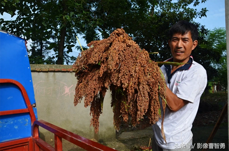 农村大姐自家地剪高粱,种的高粱带糯性,蒸出的高粱粑那才叫美味