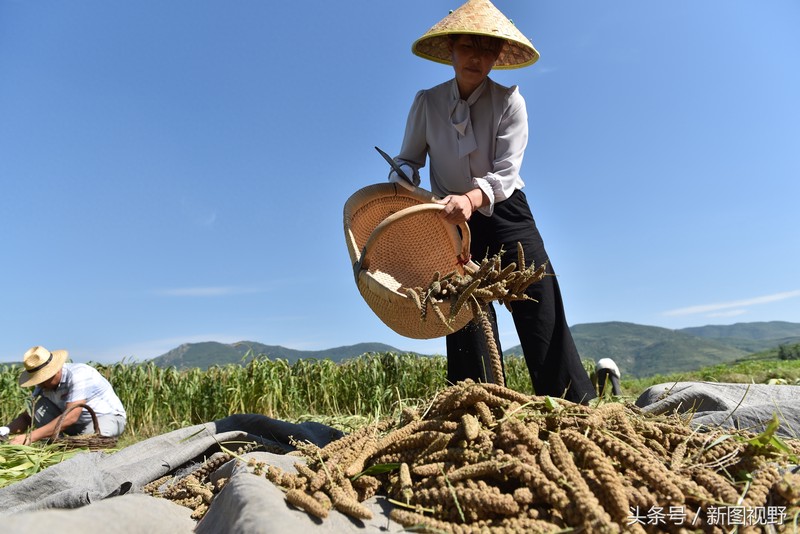 谷子成熟需要120天,农民“看天吃饭”,新打小米不舍吃留着卖钱